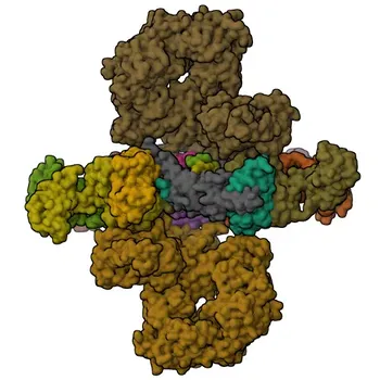 Anti-Human IgM (FC) Rabbit Monoclonal Antibody for WB, IF/ICC, FC, ELISA - P01871