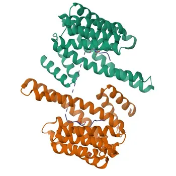 Anticorpo Monoclonal de Coelho Anti-PKCε para WB, ELISA - Q02156