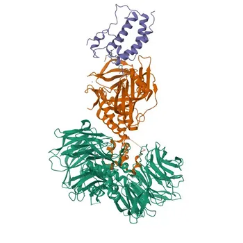 Anti-CRBN Rabbit Monoclonal Antibody for WB, IHC-P, IF/ICC, ELISA - Q96SW2
