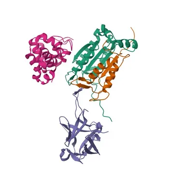 Anticorpo Monoclonal de Coelho IL18 para WB, IHC-P, ELISA - Q14116