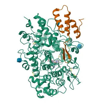 Anti-Mieloperossidasi (MPO) mAb di Coniglio per WB, IF/ICC, IHC-P, ELISA - P05164