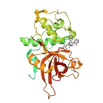Anticorpo Monoclonal Anti-Catepsina L para WB, IHC-P, ELISA - P07711