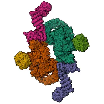 [Validado pela KD] Anticorpo Monoclonal de Coelho Anti-mTOR para WB, IHC-P, ELISA - P42345