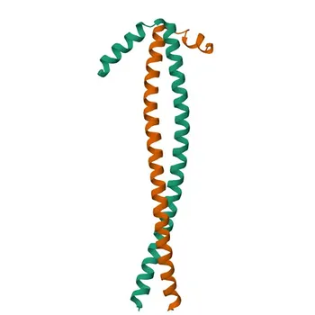Anti-HEXIM1 Rabbit Monoclonal Antibody - O94992
