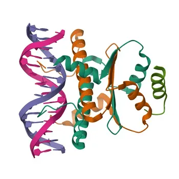 mAb de coelho anti-HD​AC9 - Q9UKV0