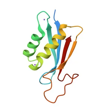 Anticorpo Monoclonal de Coelho Anti-STK39 para WB, IF/ICC, IHC-P, ELISA - Q9UEW8