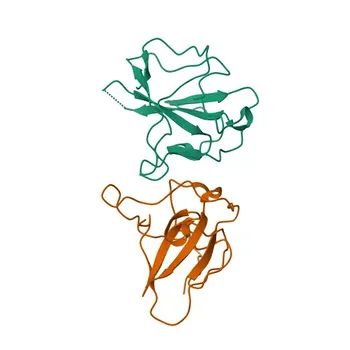 Anticorpo monoclonale di coniglio anti-nucleoproteina MERS-CoV per WB, ELISA - K9N4V7