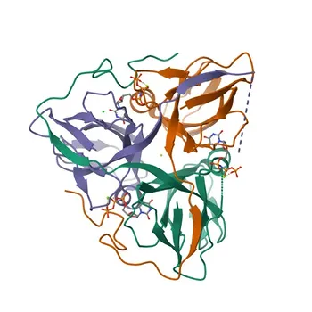 DUT Rabbit mAb para WB, ELISA - P33316