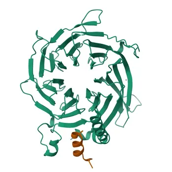 Anticuerpo monoclonal de conejo Anti-RbAp46/RBBP7 para WB, IHC-P, IF/ICC, ELISA - Q16576