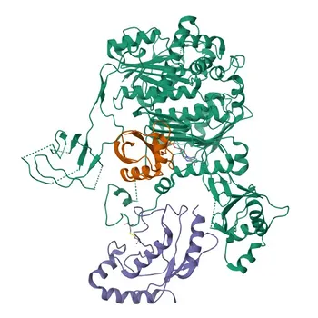 مضاد UBE2L6 أحادي النسيلة من الأرنب لـ WB، IHC-P، ELISA - O14933
