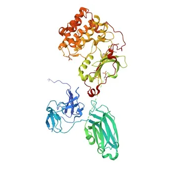 Anticorpo Monoclonal de Coelho Anti-PKC-beta para WB, IHC-P, ELISA - P05771