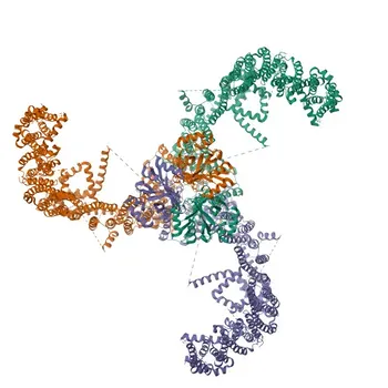 [Validado por KO] Anticuerpo Monoclonal de Conejo Anti-FAM38A/PIEZO1 para WB, IHC-P, ELISA - Q92508