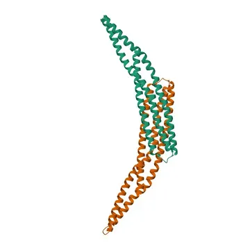 Anticorpo monoclonale di coniglio Anti-BIN1 per WB, IHC-P, IF/ICC, ELISA - O00499
