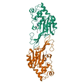 Anti-MTHFR Monoclonal Antibody for WB, IF/ICC, ELISA - P42898