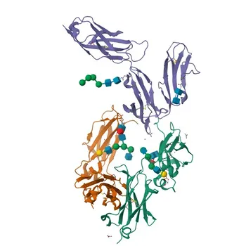 Anticorpo Monoclonal de Coelho Anti-CD64 para WB, ELISA - P12314