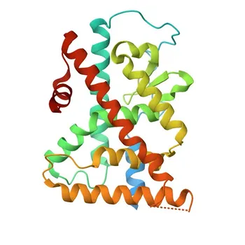 Anticorpo monoclonale di coniglio anti-NUR77 (Convalidato KD) per WB ed ELISA - P22736