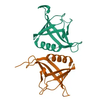 Anticuerpo monoclonal de conejo anti-Sharpin validado por KD para WB, IF/ICC, ELISA - Q9H0F6