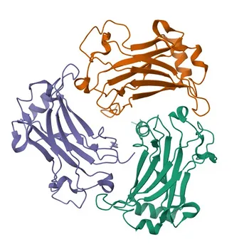 Anticorpo Monoclonal de Coelho Anti-TRAF4 para WB, ELISA - Q9BUZ4