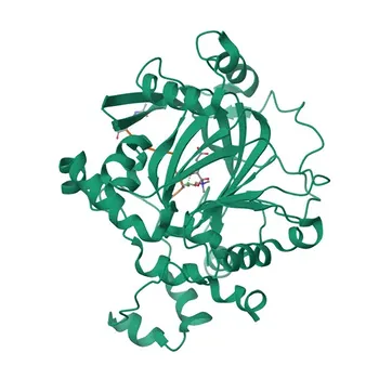 Anticorpo monoclonale di coniglio anti-KDM4A per WB, IP, ELISA - O75164