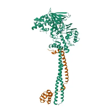 Anticuerpo monoclonal de conejo anti-KDM1/LSD1 para WB, IF/ICC, IHC-P, ELISA - O60341
