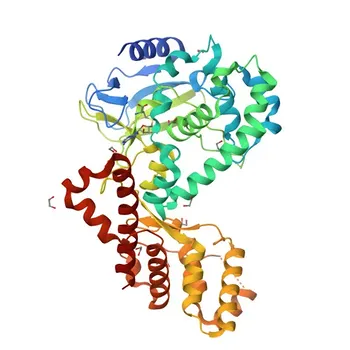 Anticuerpo monoclonal de conejo SETD6 para WB y ELISA - Q8TBK2