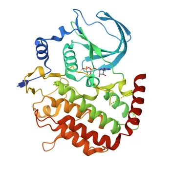 Anticorpo monoclonale BUB1 convalidato KD per WB, ELISA - O43683