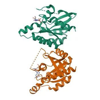 Anti-RAB45 Rabbit Monoclonal Antibody for WB and ELISA - Q8IZ41