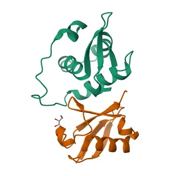Anticorpo Monoclonal de Coelho Anti-Ubiquitina para WB, IHC-P, IF/ICC, ELISA - P0CG47