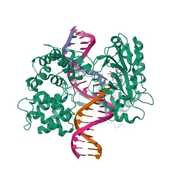 Anticorps monoclonal anti-DNA ligase III/LIG3 pour WB, IHC-P, ELISA - P49916
