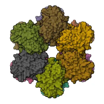 Anticuerpo monoclonal de conejo anti-CAMK2A para WB, IF-P, ELISA - Q9UQM7