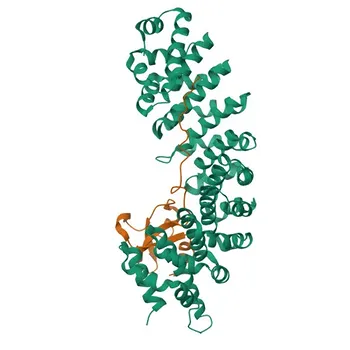 Anti-KPNA6 Monoclonal Antibody for WB - O60684