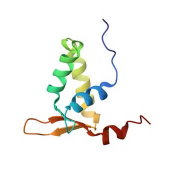 Anticuerpo monoclonal anti-FOXP1 para WB, IHC-P, IF/ICC, ELISA - Q9H334