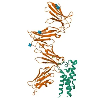 Anticuerpo Monoclonal Anti-LILRB1/CD85j/ILT2 para WB, FC, ELISA - Q8NHL6