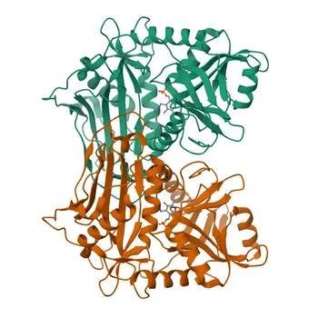 Anti-BCAT2 Anticorpo Monoclonal de Coelho para WB, IF-P, IHC-P, ELISA - O15382