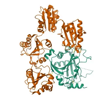 Anti-P4HA2 Rabbit Monoclonal Antibody for WB, ELISA - O15460