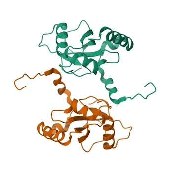 Anti-SEC62 Rabbit Monoclonal Antibody for WB, IF/ICC, IHC-P, ELISA - Q99442