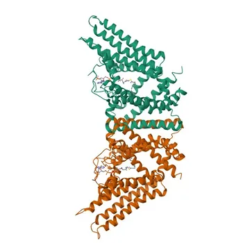 Anticorpo Monoclonal Anti-SOAT1 para WB, ELISA - P35610