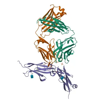 Anticorpo Monoclonal de Coelho Anti-CD146/MCAM para WB, IF/ICC, ELISA - P43121