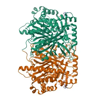 Anticorpo monoclonal de coelho anti-HMGCS2 para WB, IF, IHC-P, ELISA - P54868