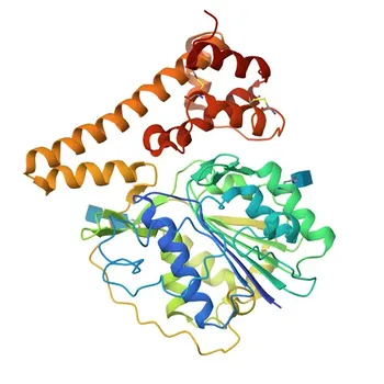 Anticorpo monoclonale di coniglio anti-Legumain (LGMN) per WB, IF-P, IHC-P, ELISA - Q99538