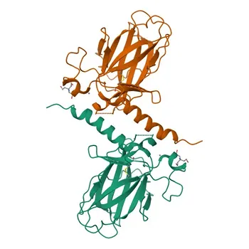 Anti-p73 Anticorpo Monoclonal de Coelho para WB, IHC-P, ELISA - O15350