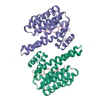 TAZ Rabbit Monoclonal Antibody for WB and ELISA - Q9GZV5