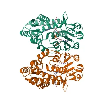 Anticorpo Monoclonal de Coelho Anti-MTHFD2 para WB, ELISA - P13995