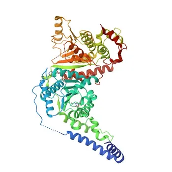 Anticuerpo monoclonal anti-SMARCA2 / BRM para WB, IHC-P, IF/ICC, IP, ChIP, ELISA - P51531