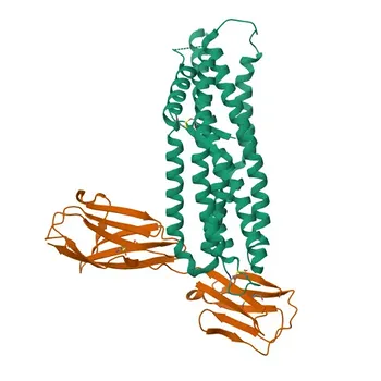 Anti-CD147/BSG Rabbit Monoclonal Antibody for WB, IHC-P, ELISA - P35613