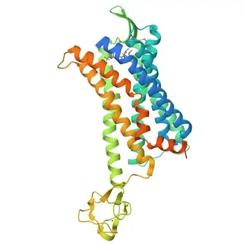 Anticuerpo Monoclonal Anti-CCR2/CKR2 para WB, ELISA - P41597