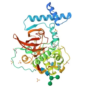 Anticuerpo monoclonal de conejo anti-catepsina H para WB, ELISA - P09668