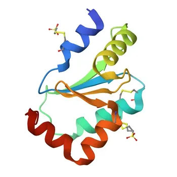 Anticorpo monoclonale Anti-Glutaredoxin 1 (GLRX) di coniglio per WB & ELISA - P35754