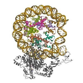 Anticorpo Monoclonal Anti-CHD4 para WB, IHC-P, ELISA - Q14839