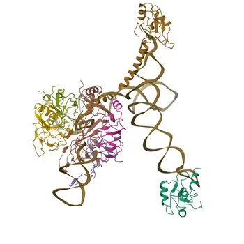 Anticorpo Monoclonale Coniglio Anti-SNRNP70 per WB e ELISA - P08621